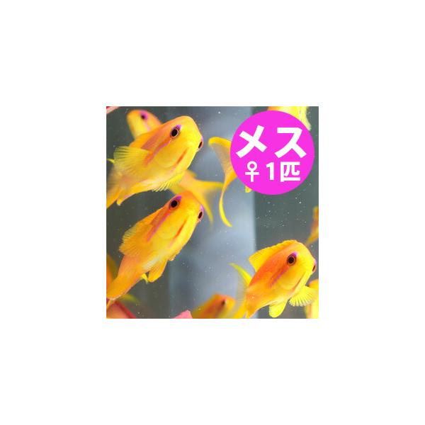 インドキンギョハナダイ メス 5-7cm±! 海水魚 ハナダイ!15時までのご注文で当日発送(t118