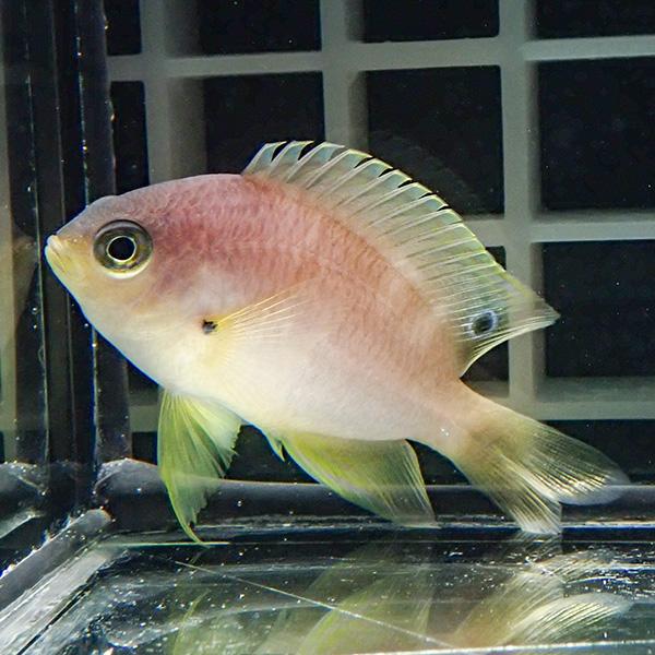 ニセネッタイスズメダイ 3-4cm! 海水魚 スズメダイ 15時までのご注文で