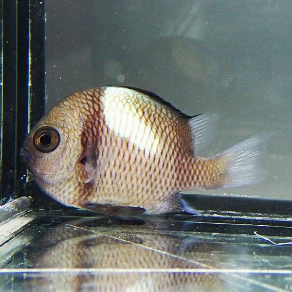 ブルーリーフクロミス5 7ｃｍ A 0357 海水魚 サンゴ 生体 A 0357 アクアギフト 通販 Yahoo ショッピング