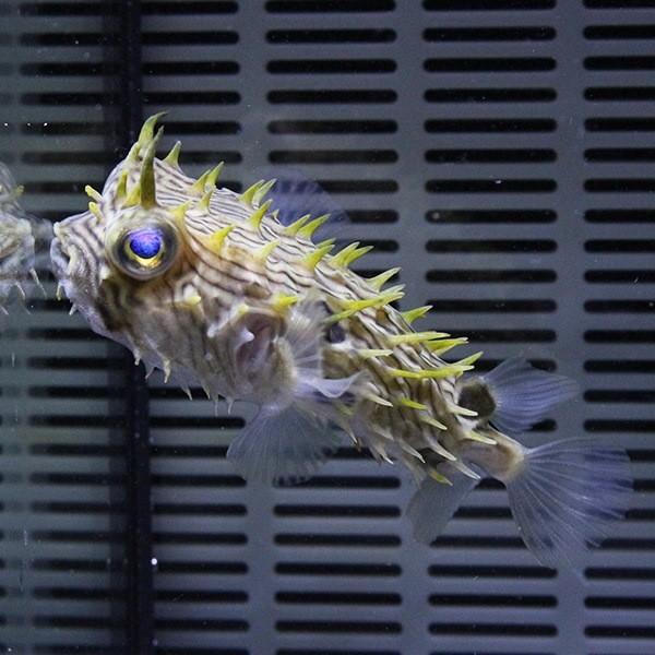 現物2 ストライプバーフィッシュ 9cm フグ 15時までのご注文で当日発送海水魚 フグ Buyee Buyee 提供一站式最全面最專業現地yahoo Japan拍賣代bid代拍代購服務 Bot Online