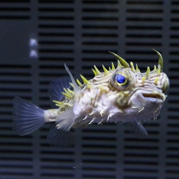 現物2 ストライプバーフィッシュ 9cm フグ 15時までのご注文で当日発送海水魚 フグ Buyee Buyee 提供一站式最全面最專業現地yahoo Japan拍賣代bid代拍代購服務 Bot Online