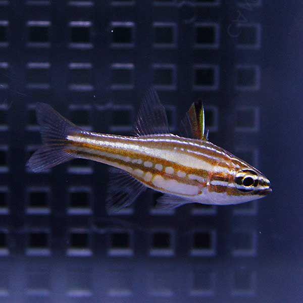 マルゲリータカージナル 2-4cm±【3匹セット】(A-0384) 海水魚 サンゴ