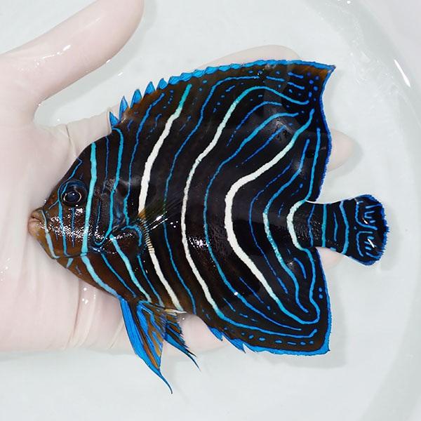 現物1 サザナミヤッコ 12 5cm A 0449 海水魚 サンゴ 生体 A 0449 アクアギフト 通販 Yahoo ショッピング