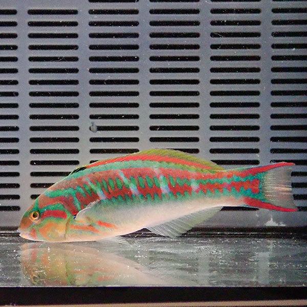 現物2 オオモンハゲブダイ 17cm A 0452 海水魚 サンゴ 生体 A 0452 アクアギフト 通販 Yahoo ショッピング