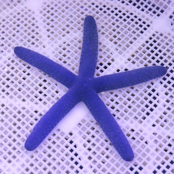 アオヒトデ 8 11cm A 0471 海水魚 サンゴ 生体 A 0471 アクアギフト 通販 Yahoo ショッピング