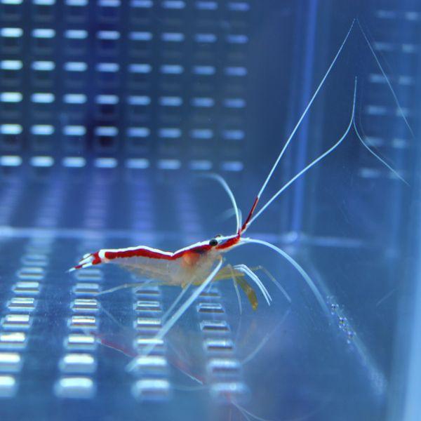 スカンクシュリンプ Sサイズ 3匹 海水魚 エビ 餌付け 15時までのご注文で当日発送 エビ Buyee Buyee Japanese Proxy Service Buy From Japan Bot Online