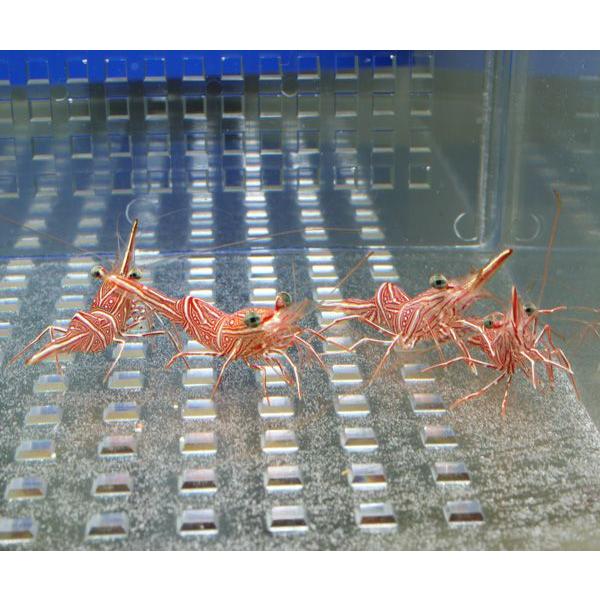 キャメルシュリンプ 3匹 約3 5cm 15時までのご注文で当日発送 海水魚 エビ Buyee 日本代购平台 产品购物网站大全 Buyee一站式代购 Bot Online