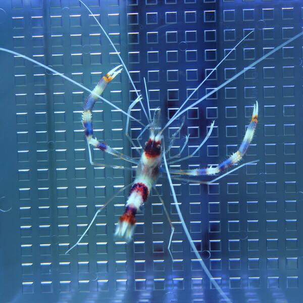 オトヒメエビ 15時までのご注文で当日発送 海水魚 エビ エビ Buyee Buyee Japanese Proxy Service Buy From Japan Bot Online