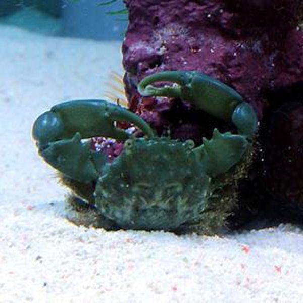 エメラルドグリーンクラブ【1匹】 コケ取りに(A-0498) 海水魚 サンゴ 生体 :A-0498:アクアギフト - 通販 - Yahoo!ショッピング エメラルドグリーンクラブ【1匹】 コケ取りに(A-0498) 海水魚 サンゴ 生体 :A-0498:アクアギフト - 通販 - Yahoo!ショッピング