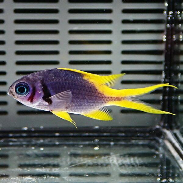 ネオンダムゼル 3匹セット 3 4cm A 0510 海水魚 サンゴ 生体 A 0510 アクアギフト 通販 Yahoo ショッピング