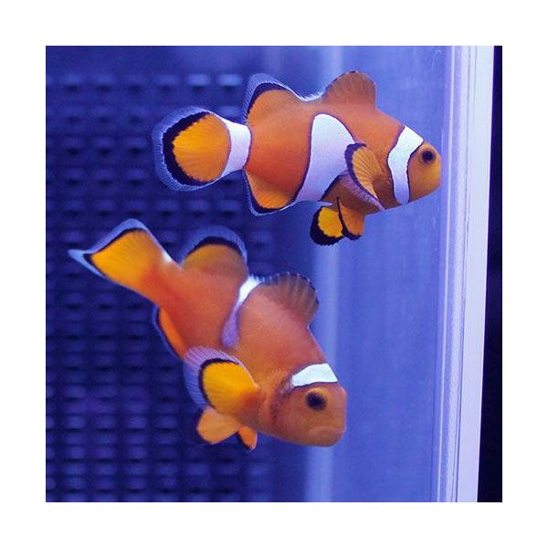 カクレクマノミ イレギュラーバンド 【ワイルドペア】! 4-6cm± 海水魚 クマノミ 餌付け・キュア済☆!【15時までのご注文で当日発送】 /【Buyee】 カクレクマノミ イレギュラーバンド 【ワイルドペア】! 4-6cm± 海水魚 クマノミ 餌付け・キュア済☆!【15時までのご注文で当日発送】 /【Buyee】