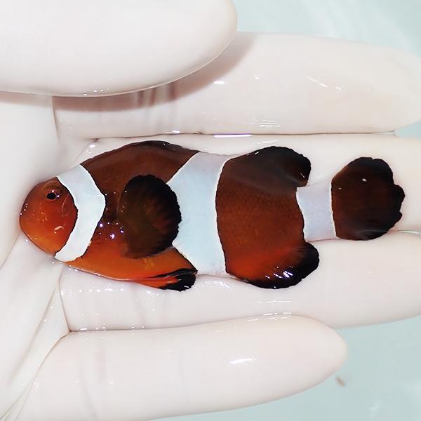 現物1】カクレクマノミbig 6.8cm± ! wild 海水魚 カクレクマノミ(t111