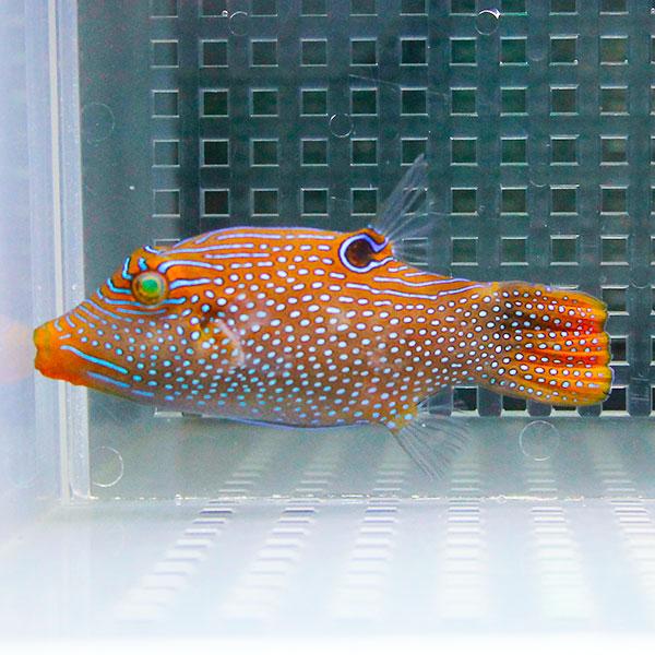 パプアントビー 3 5cm フグ 海水魚 A 1740 海水魚 サンゴ 生体 A 1740 アクアギフト 通販 Yahoo ショッピング