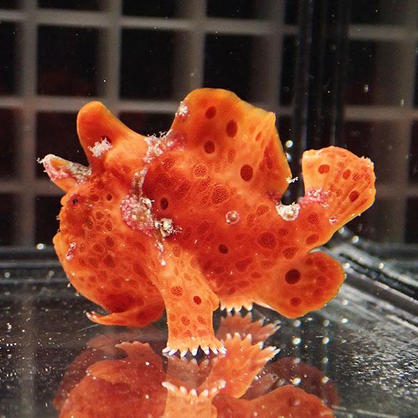 現物5】クマドリカエルアンコウ 6cm! 海水魚 アンコウ 15時までのご
