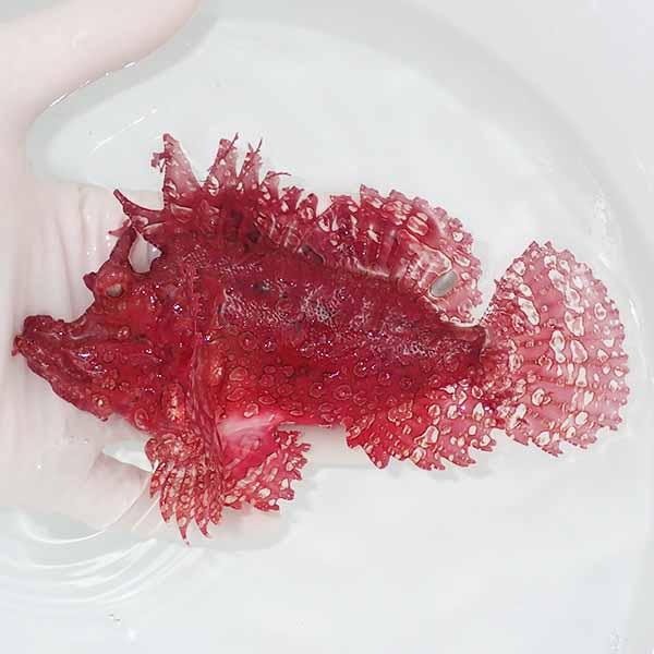 現物1】ボロカサゴ 15cm± ! 海水魚 15時までのご注文で当日発送