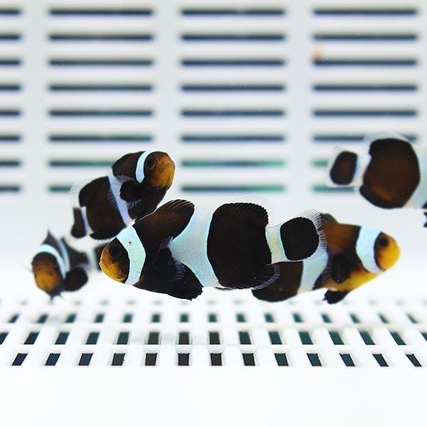 ブラックオセラリス 5匹 3 4cm 海水魚 クマノミ 餌付け 15時までのご注文で当日発送 クマノミ A 1911 アクアギフト 通販 Yahoo ショッピング