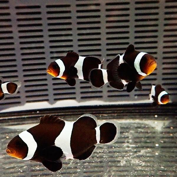 ブラックオセラリス 3-4cm± 黒色等の色指定不可! 海水魚 クマノミ 