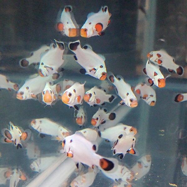 プラチナオセラリス【1匹】3-4cm± 個体指定不可 ! 海水魚 クマノミ