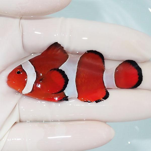 予約済み★カクレクマノミなど海水魚達です 現物3】カクレクマノミbig 7.3cm± ! wild 海水魚 カクレクマノミ(t111