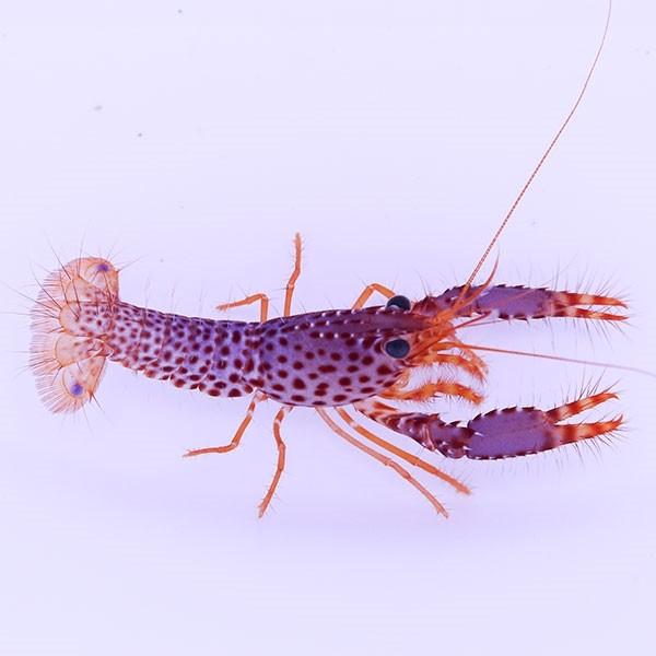 パープルリーフロブスター 5-6cm±(A-1959) 海水魚 サンゴ 生体