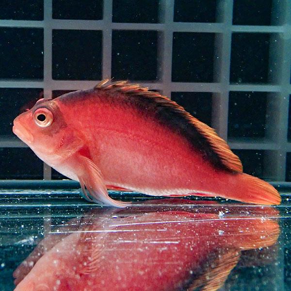 【マーシャル産】特価セール ベニゴンベ 5-7cm±! 海水魚 ゴンベ 餌付け 15時までのご注文で当日発送(t125