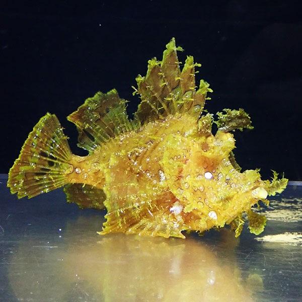 現物3】ボロカサゴ 16cm± ! 海水魚 15時までのご注文で当日発送 
