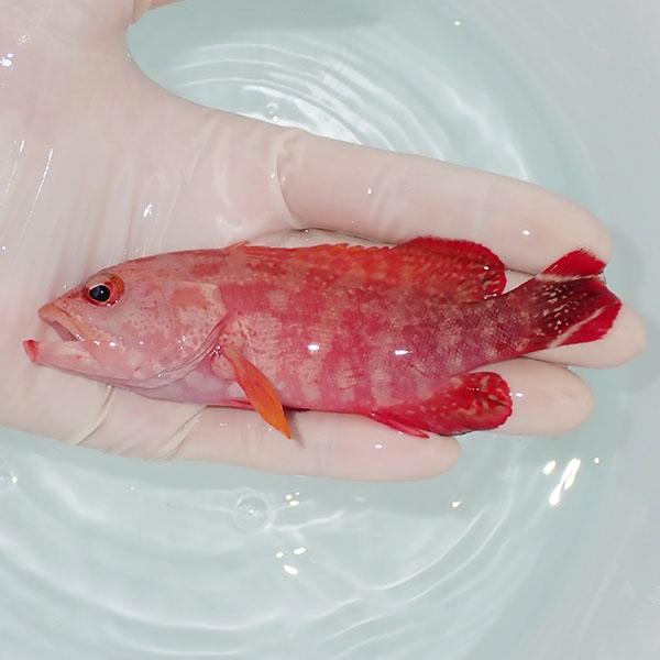 現物4】スレ有り ニジハタ 12.5cm±!海水魚 ハタ 15時までのご注文で