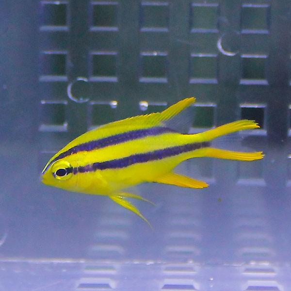 ヒレナガスズメ 2 4cm 海水魚 スズメダイ 餌付け 15時までのご注文で当日発送 スズメダイ A 2239 アクアギフト 通販 Yahoo ショッピング