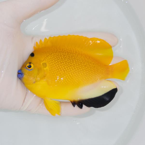 現物1】シテンヤッコ 14cm±!海水魚 ヤッコ 15時までのご注文で当日発送 
