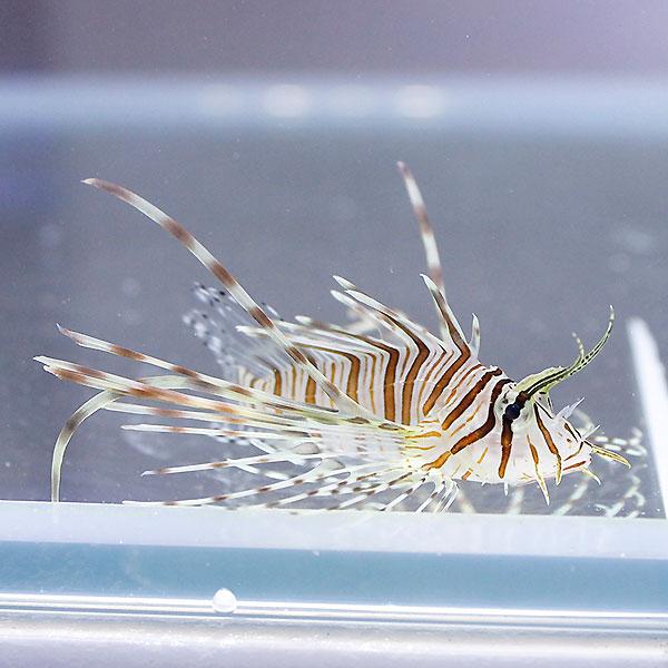 ハナミノカサゴ約15cm 海水魚 海水水槽 生体 ハナミノカサゴ 4-6cm± !海水魚 カサゴ 15時までのご注文で当日発送