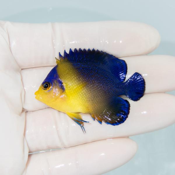 現物23】スミレヤッコ 4cm±! 海水魚 ヤッコ 15時までのご注文で当日 