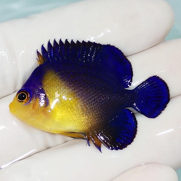 現物15 スミレヤッコ 5cm A 2463 海水魚 サンゴ 生体 A 2463 アクアギフト 通販 Yahoo ショッピング