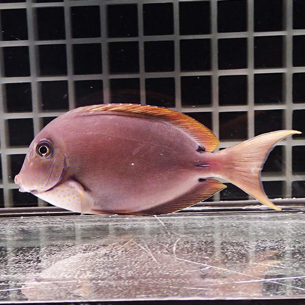 ハギ 出品 ナガニザ スレ有り 9-11cm! 海水魚 ハギ 15時までのご注文で当日発送