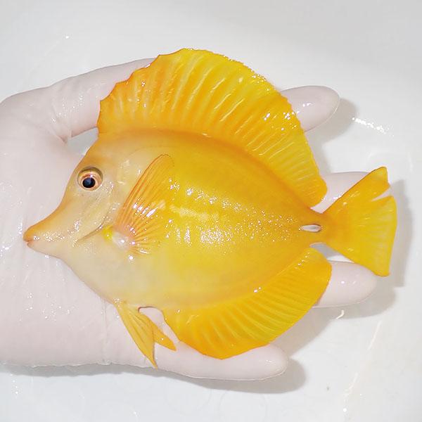 現物】粒エサOK キイロハギ BIG 15cm± ! 海水魚 ハギ 餌付け 15時まで