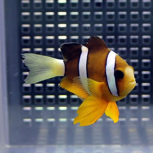 クマノミ【5匹】(A-2528) 海水魚 サンゴ 生体 :A-2528:アクアギフト - 通販 - Yahoo!ショッピング クマノミ【5匹】(A-2528) 海水魚 サンゴ 生体 :A-2528:アクアギフト - 通販 - Yahoo!ショッピング