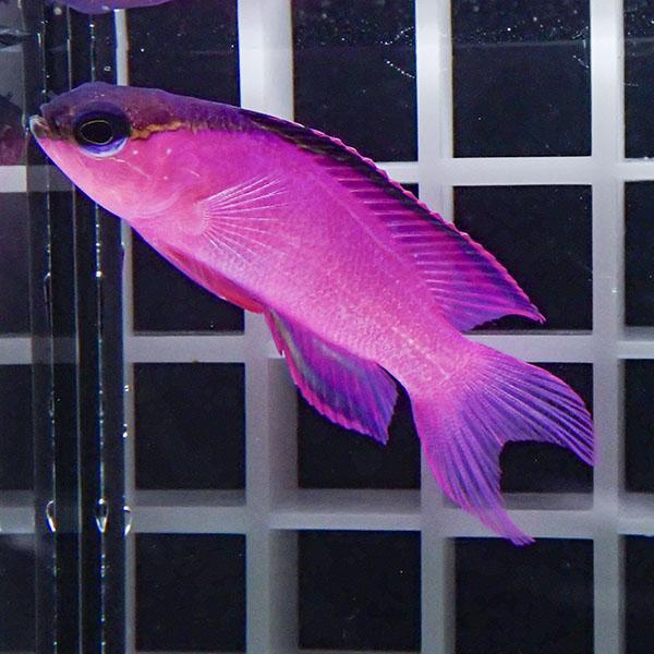 史上一番安い 海水魚 ブラックキャップバスレット 1匹 5 6cm 生体 海水魚 Labelians Fr