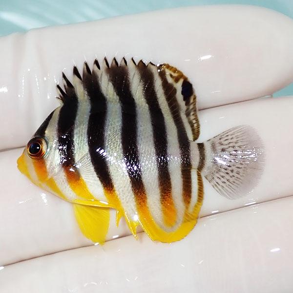 現物37】シマヤッコ 4cm±! 海水魚 生体 15時までのご注文で当日発送 