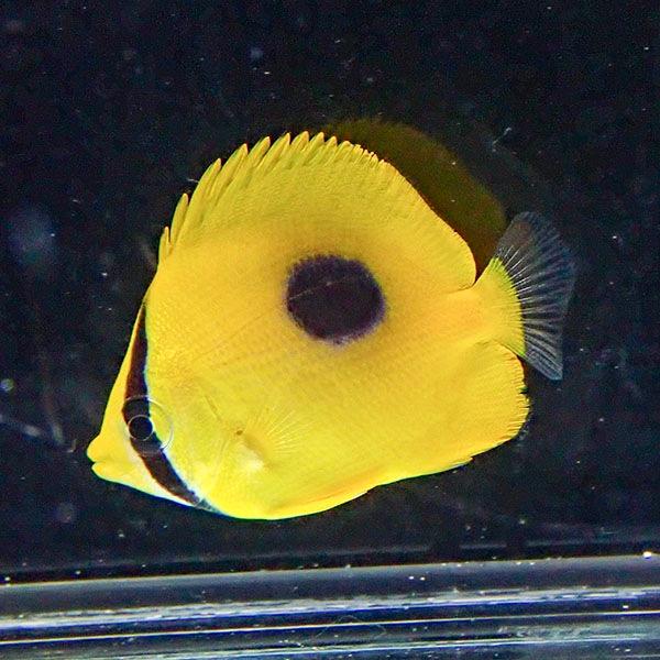 トノサマダイ 4-6cm±! 海水魚 チョウチョウウオ 15時までのご注文で