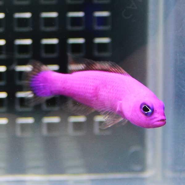 クレナイニセスズメ 3匹セット (A-2663) 海水魚 サンゴ 生体