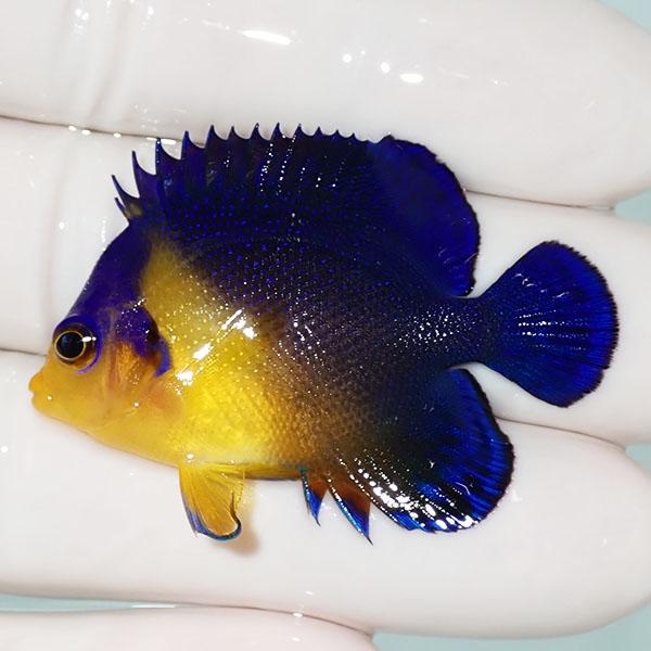 現物22 スミレヤッコ ヒレ欠け有り 4 5cm A 2681 海水魚 サンゴ 生体 A 2681 アクアギフト 通販 Yahoo ショッピング
