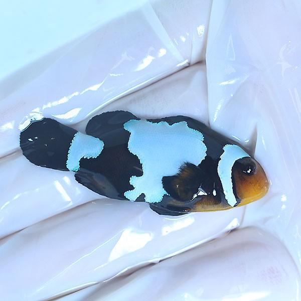 現物128 ブラックスノーオセラリス 6cm 海水魚 クマノミ 餌付け 15時までのご注文で当日発送 クマノミ Buyee Buyee 日本の通販商品 オークションの代理入札 代理購入