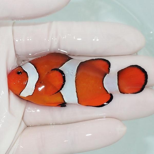 現物9】カクレクマノミbig 9cm± ! wild 海水魚 カクレクマノミ(t111
