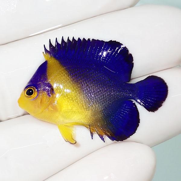 現物108 スミレヤッコ 3 5cm A 3109 海水魚 サンゴ 生体 A 3109 アクアギフト 通販 Yahoo ショッピング