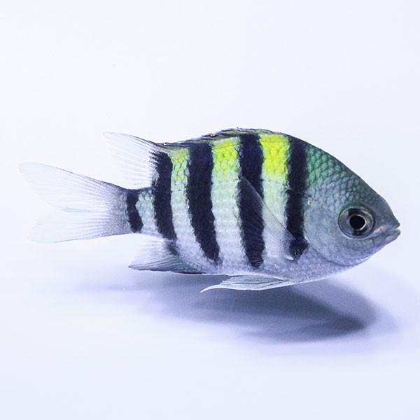 ロクセンスズメダイ 3 4cm A 36 海水魚 サンゴ 生体 A 36 アクアギフト 通販 Yahoo ショッピング