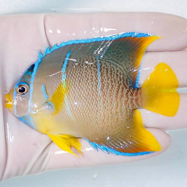 現物2】ブルーエンゼル 7cm± カリブ産(A-3212) 海水魚 サンゴ 現物2】ブルーエンゼル 7cm± カリブ産(A-3212) 海水魚 サンゴ