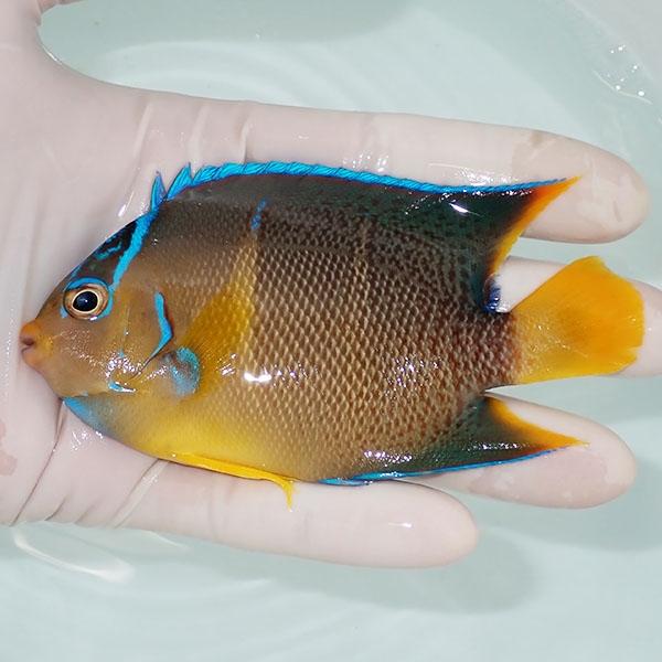ヤッコ様　 ① 現物3】粒エサOK ブルーエンゼル 11cm± カリブ産!海水魚 ヤッコ 15時