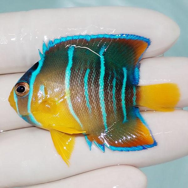 現物5】ブルーエンゼル 5.5cm± カリブ産!海水魚 ヤッコ 15時までのご 