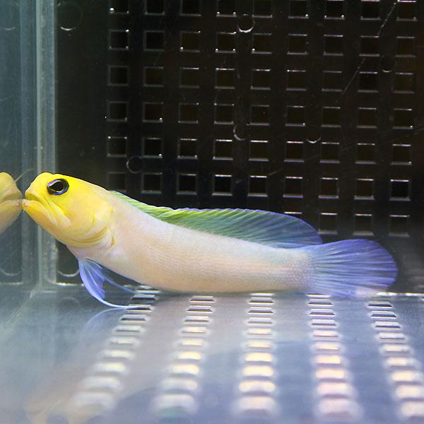 イエローヘッドジョーフィッシュ 5-7cm± ! 海水魚 ハゼ 15時までのご