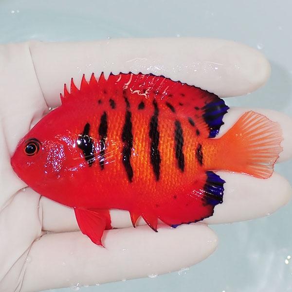 現物10】スレかけあり 粒エサOK フレームエンゼル 8cm!海水魚 ヤッコ 
