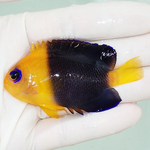 現物】粒エサOK ココスピグミーエンゼル 7.5cm± !海水魚 ヤッコ 15時 